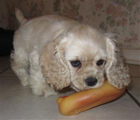 eat